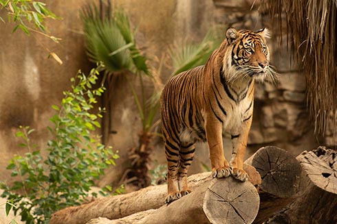 A tiger at the new Los Angeles Zoo 